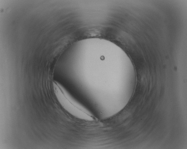 X0000077381442200611101717