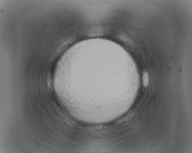 X0000077381444200611101717