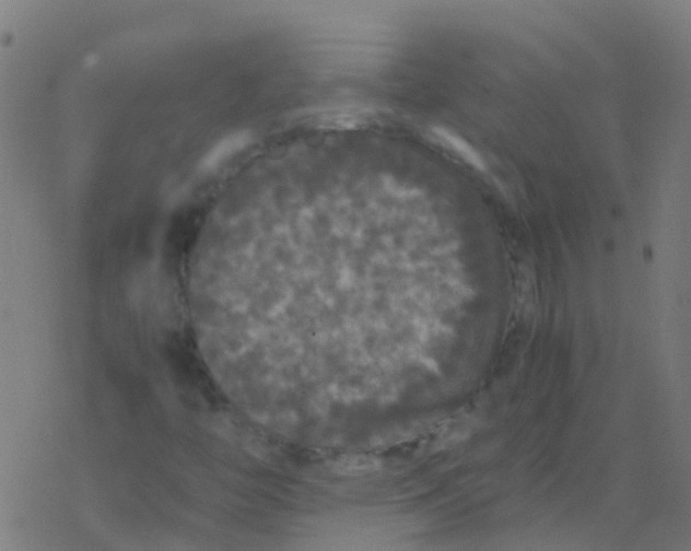 X0000077381446200611101717