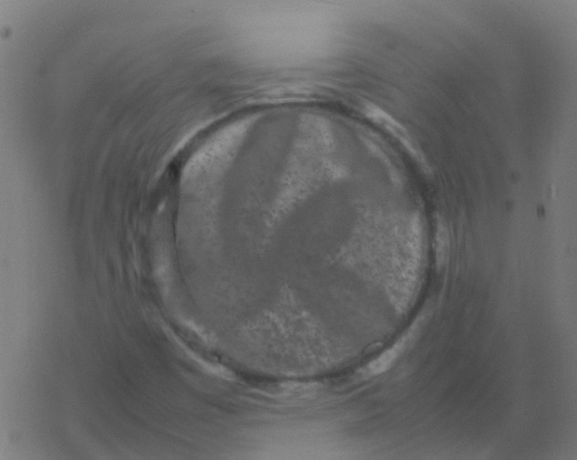 X0000077381449200611101717