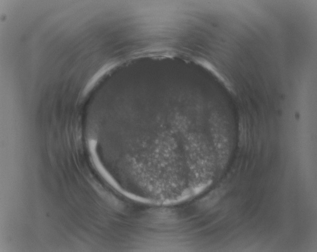 X0000077381450200611101717