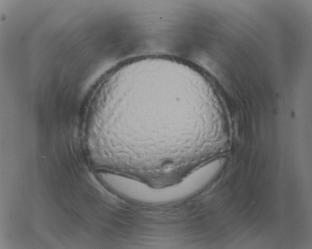 X0000077381452200611101717