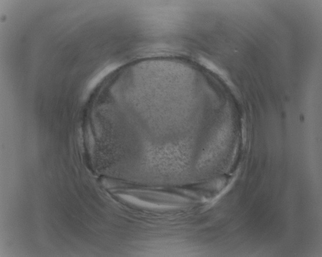 X0000077381453200611101717