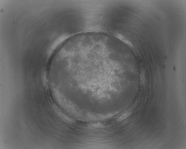 X0000077381454200611101717