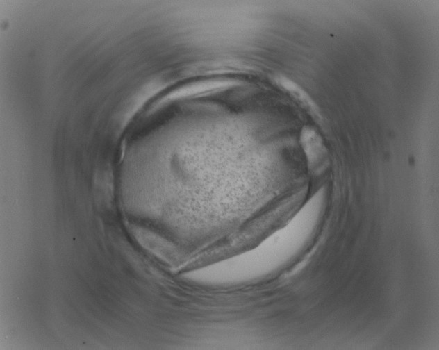 X0000077381457200611101717