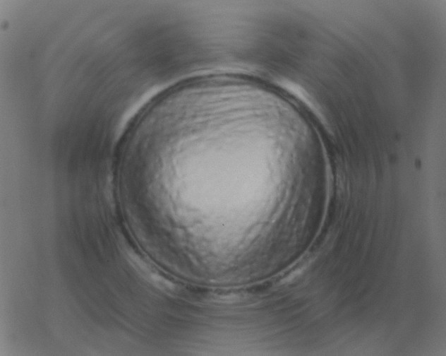 X0000077381460200611101717