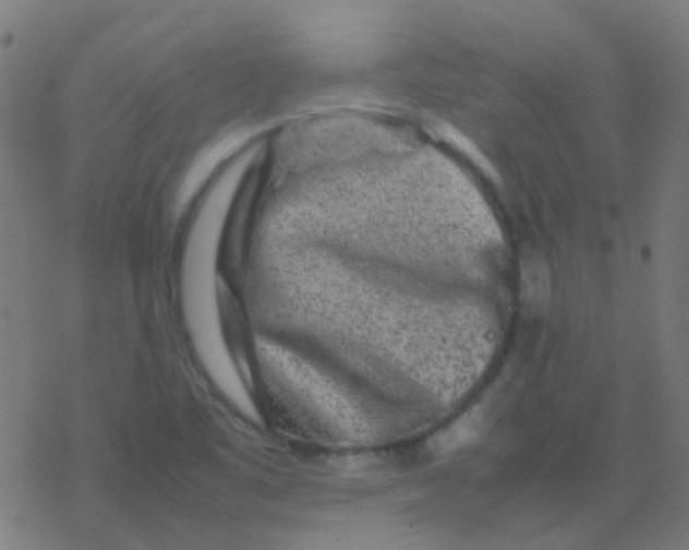 X0000077381461200611101717