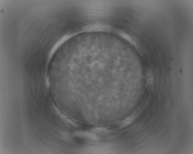 X0000077381462200611101717