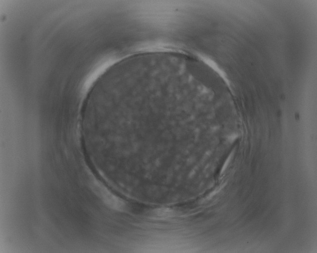 X0000077381463200611101717