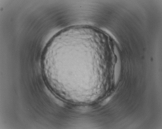 X0000077381468200611101717