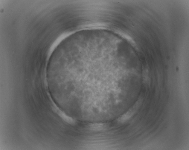 X0000077381470200611101717