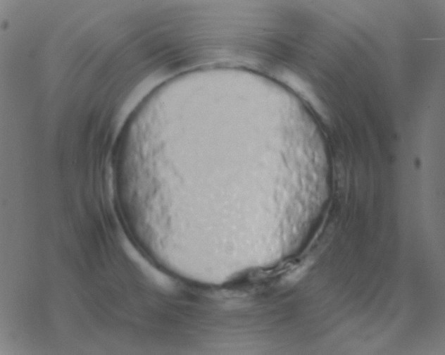 X0000077381476200611101717