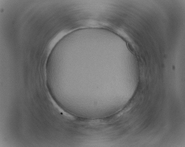 X0000077381479200611101717