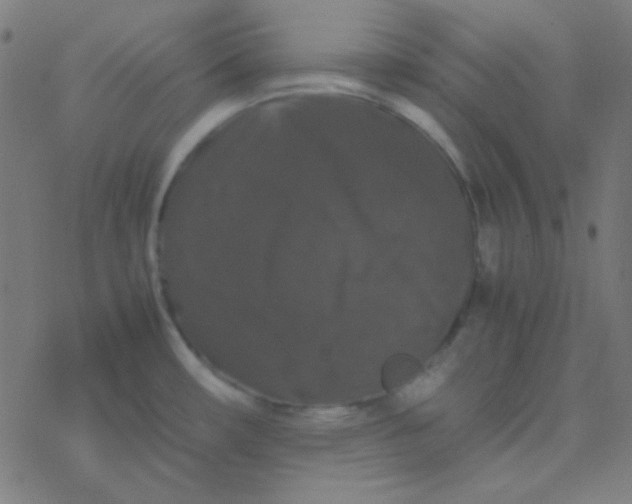 X0000077381482200611101717