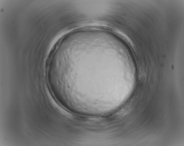 X0000077381483200611101717