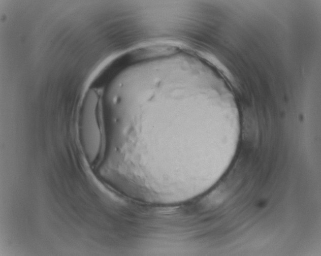 X0000077381484200611101717