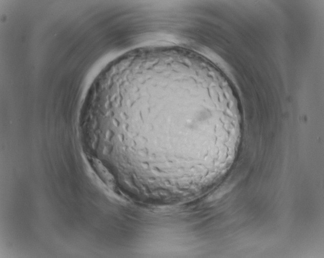 X0000077381488200611101717