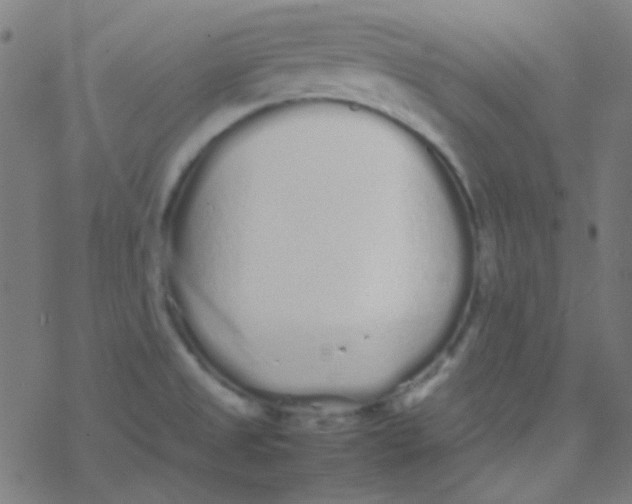 X0000077381525200611101716