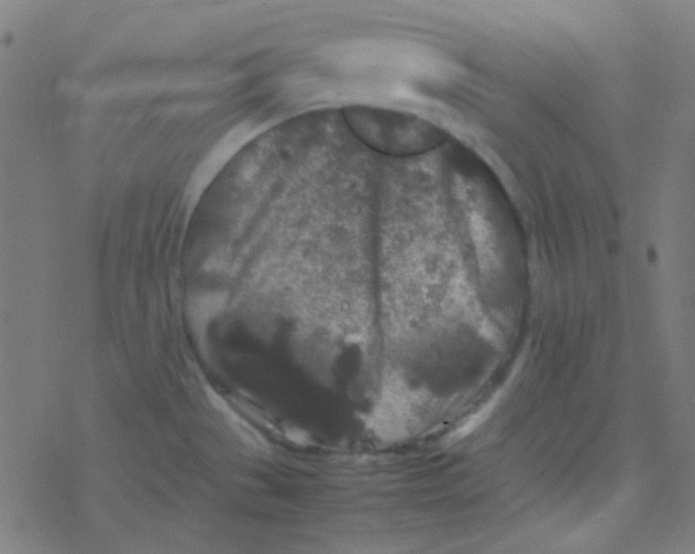 X0000077381529200611101716