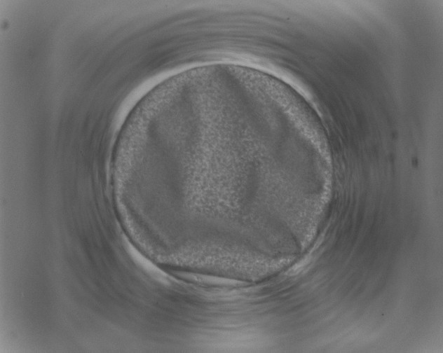 X0000077381535200611101717