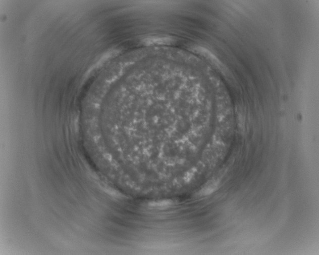 X0000077380357200611172020