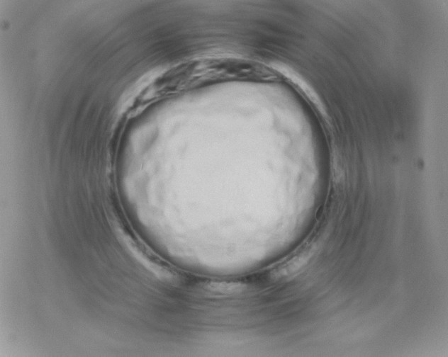 X0000077380437200611172018