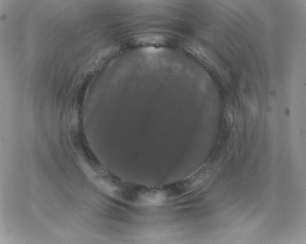 X0000077380551200611172017
