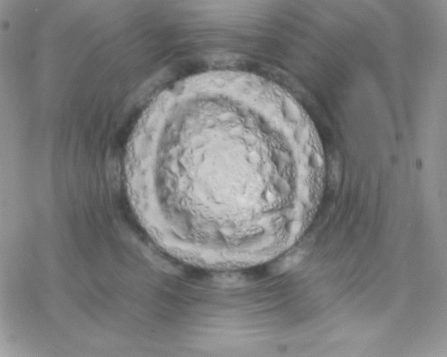 X0000077380666200611172015