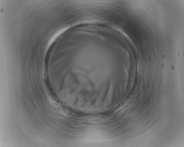 X0000077380724200611172013
