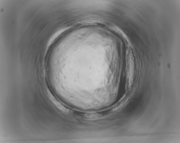 X0000077380795200611172013