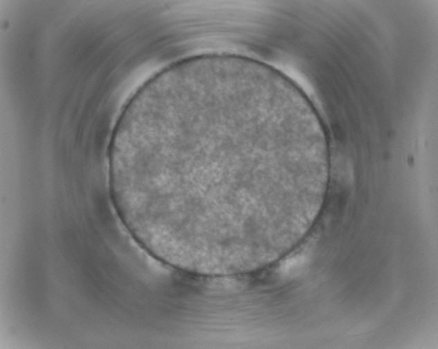 X0000077380807200611172012