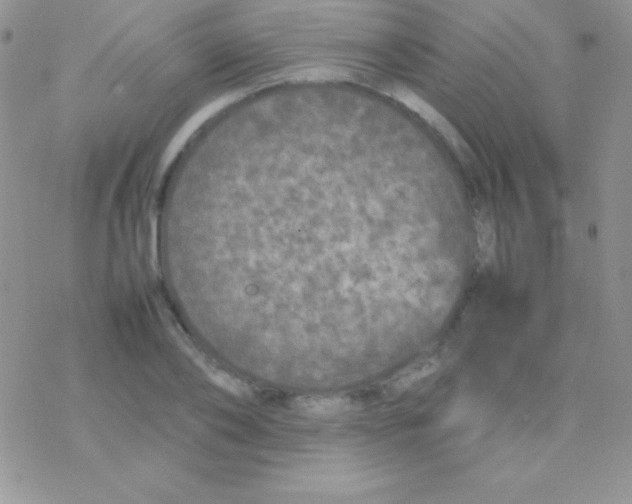 X0000077380886200611172011