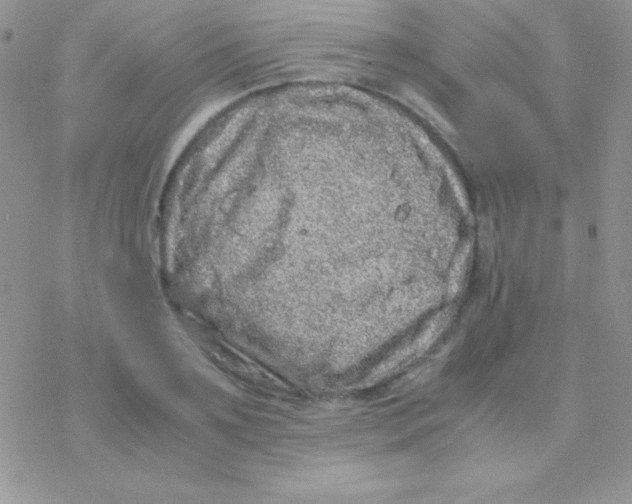 X0000077380891200611172011
