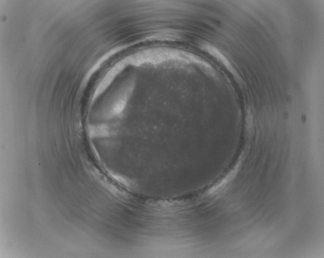 X0000077380923200611172010