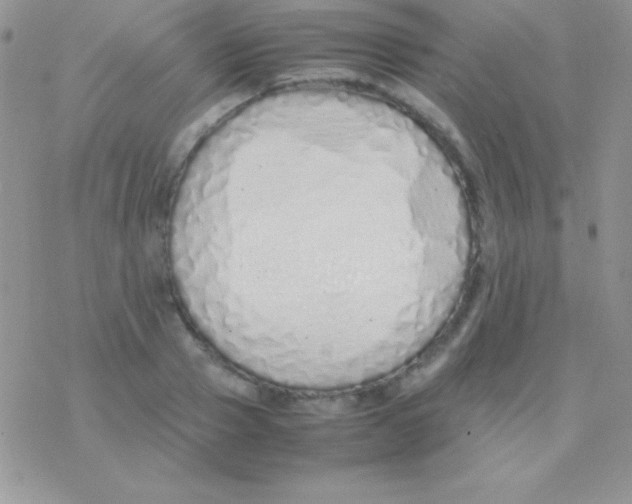 X0000077380937200611172010