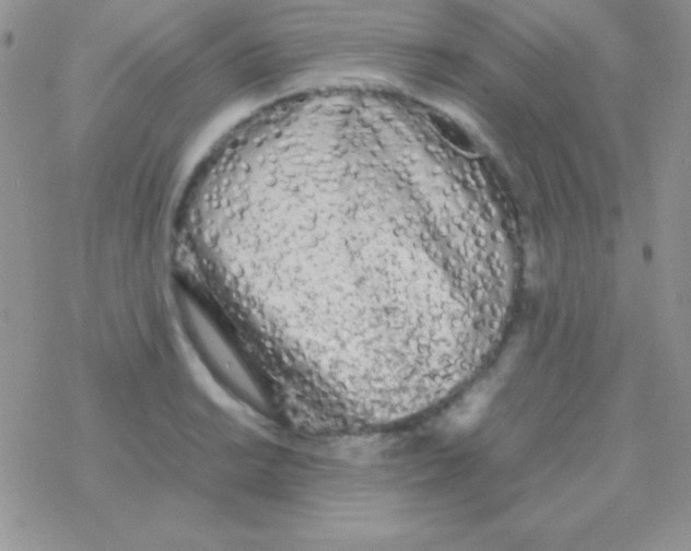 X0000077381038200611172009