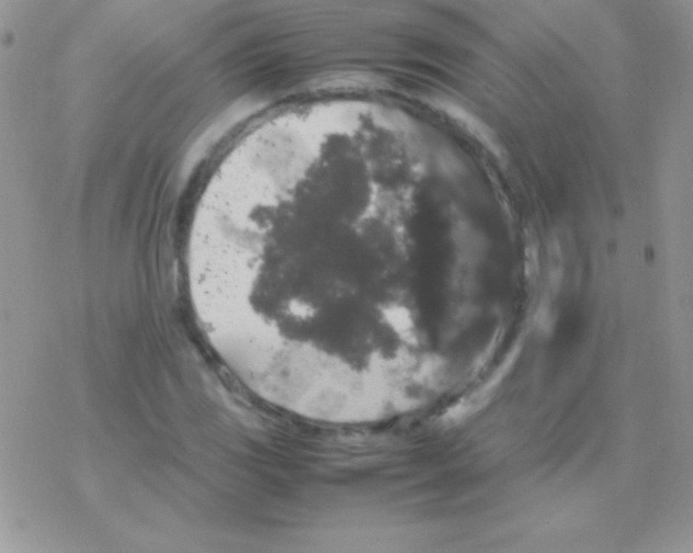X0000077381117200611172007
