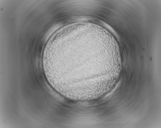 X0000077381194200611172006