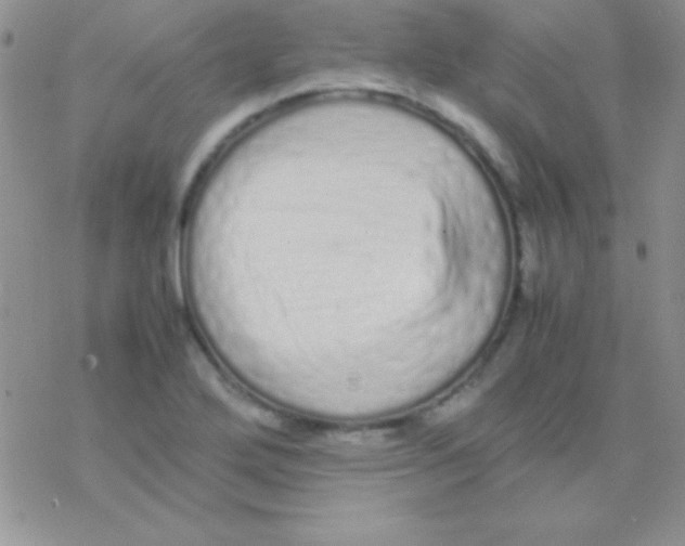 X0000077381272200611172005