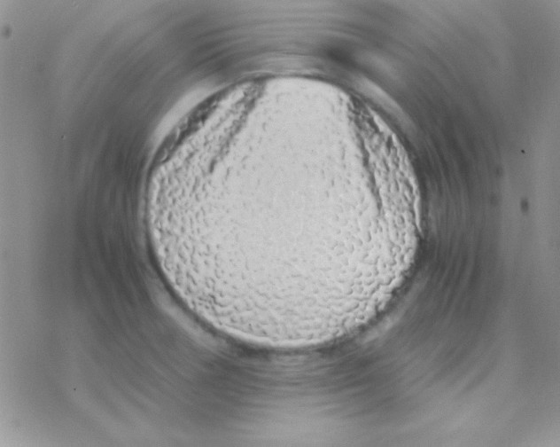 X0000077381378200611172003