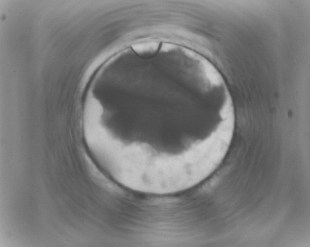 X0000077381522200611172001