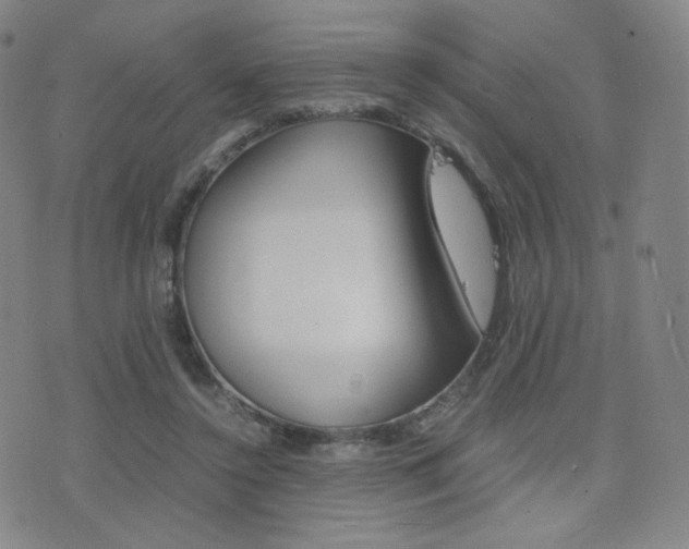 X0000077390356200610201020