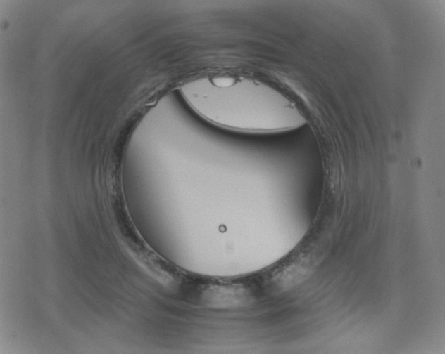 X0000077390455200610201019