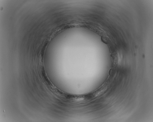 X0000077390651200610201016