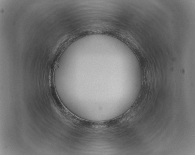X0000077390694200610201015