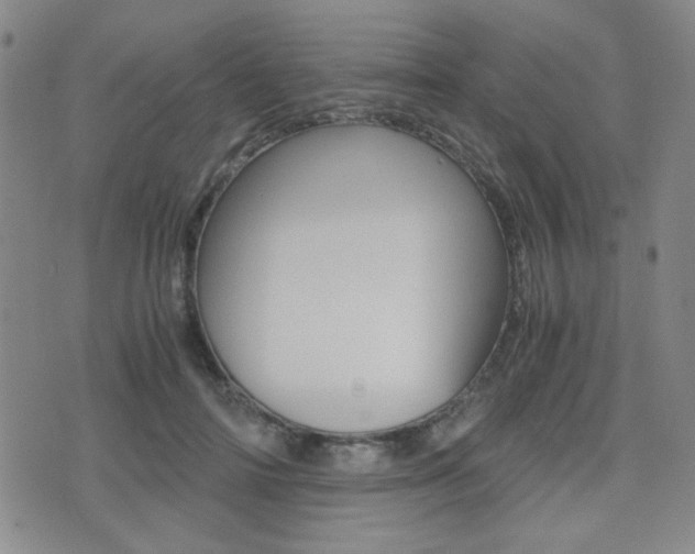 X0000077390698200610201015