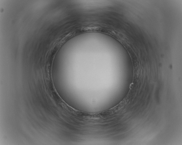 X0000077390743200610201014