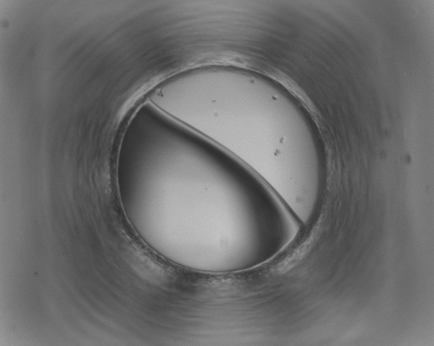 X0000077390834200610201012
