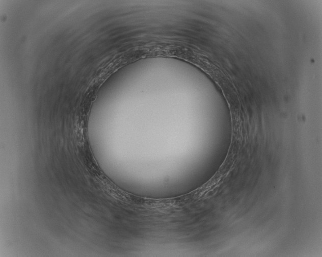 X0000077391013200610201009