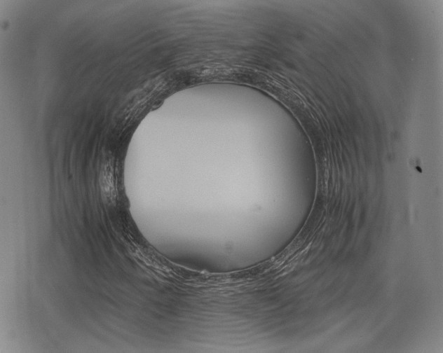 X0000077391250200610201006